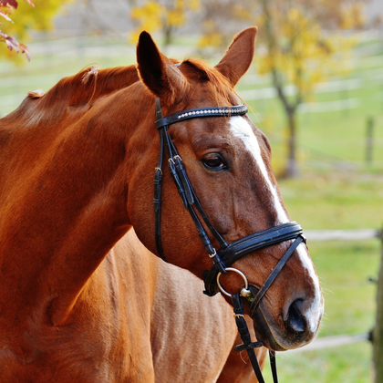 Bridles