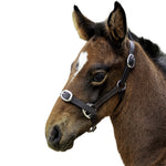 Eureka - Foal Leather Halter