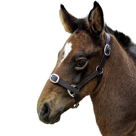 Eureka - Foal Leather Halter