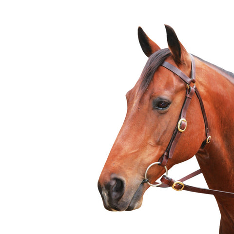 Showcraft - Brass Barcoo 3/4 Bridle